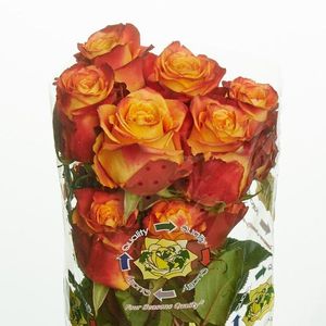 ROSE SILANTOI XL 40